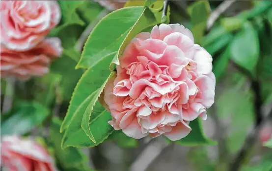  ?? Melissa Ward Aguilar photos / Houston Chronicle ?? CAMELLIAS ARE EARLY BLOOMERS, ADDING COLOR TO THE GARDEN WHEN LITTLE ELSE IS IN FLOWER. CAMELLIA JAPONICA ‘DEBUTANTE’
