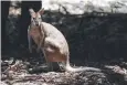  ??  ?? RELOCATION PUSH: An agile wallaby at Trinity Beach.