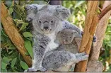  ?? CONTRIBUTE­D ?? A koala and baby at the San Diego Zoo.