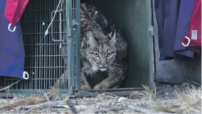  ?? ?? The first step was entering the enclosure in Lorca in March