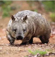  ??  ?? Above: this southern hairy-nosed wombat is blissfully unaware that its burrows can be viewed from space ( right).