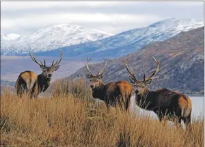  ??  ?? ARGUMENT: culled deer have been left on the hill to rot in Knoydart.