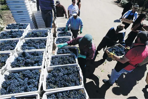  ?? — PHOTOS: THE ASSOCIATED PRESS ?? Tourists bring in the grapes they picked at Viu Manent vineyard in Colchagua, Chile. Profession­al workers can pick two to four times as much as visiting tourists, according to Freddy Grez, who is in charge of Viu Manent’s tourist activities.