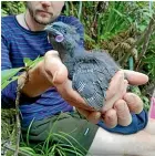  ??  ?? Survey co-ordinator David Bryden holds a ko¯ kako chick.