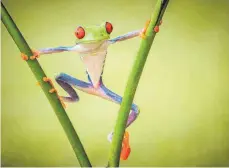  ?? FOTO: SHIKHEI GOH ?? „I am a super hero“von Shikhei Goh aus Indonesien.