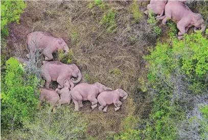  ?? AP ?? La «familia» de elefantes descansa en el claro de un bosque después de 500 kilómetros de travesía