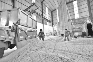  ?? — Reuters photo ?? Workers are seen next to a truck unloading harvested soybeans at a farm in Chiping county, Shandong province, China.