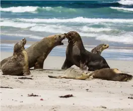  ??  ?? A group of Australian sea lions playing on the beach, Seal Bay,
Kangaroo Island, South Australia
