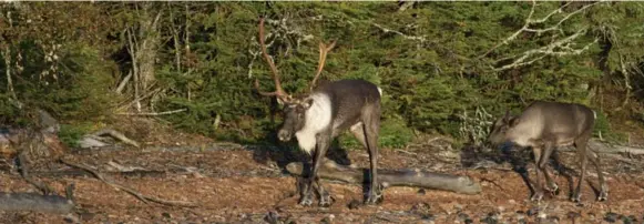  ?? RON THIESSEN PHOTO ?? Boreal caribou are already listed by Canada’s Species At Risk Act as threatened: they lost half their range in Canada in the last 150 years.