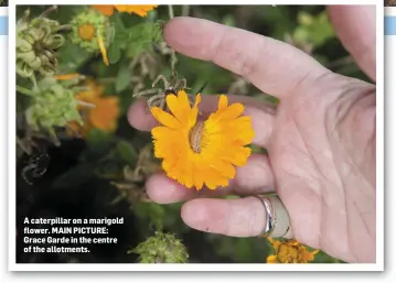  ??  ?? A caterpilla­r on a marigold flower. MAIN PICTURE: Grace Garde in the centre of the allotments.