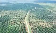  ??  ?? An aerial photo of a palm oil plantation in Batanghari, Jambi province, Sumatra island. — Reuters photo