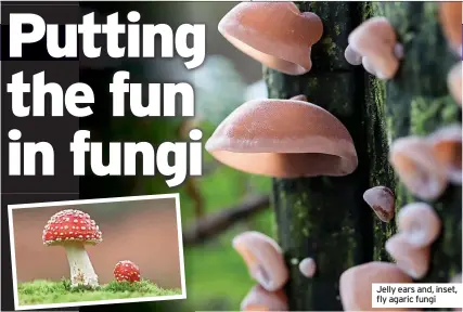  ?? ?? Jelly ears and, inset, fly agaric fungi