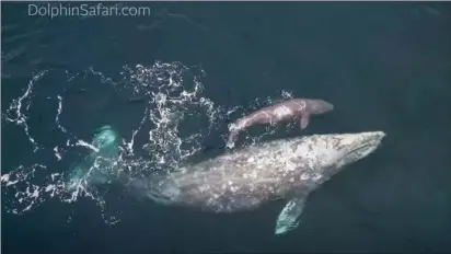  ?? VIDEO AND SCREEN GRAB COURTESY OF CAPT. DAVE'S DOLPHIN & > WHALE WATCHING SAFARI - MATT STUMPF ?? A gray whale calf was born in front of an amazed crowd off Dana Point on Jan. 2. The live birth captured on camera with drone footage showing the first moments of the calf's life as the newborn snuggled its mom, a welcome sight as researcher­s worried for the species.