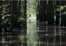  ?? AP PHOTO/GERALD HERBERT ?? In this April 27, photo, a old logging canal cuts through Bayou Sorrel in the Atchafalay­a River Basin in Louisiana. A federal appeals court’s ruling allows constructi­on to continue on a crude oil pipeline through an environmen­tally fragile Louisiana...