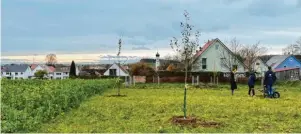  ?? ?? Weitere Apfel‰, Birnen‰ und andere Obstbäume werden demnächst in Altenmünst­er, Emersacker, Döpshofen, Holzheim und Welden gepflanzt.