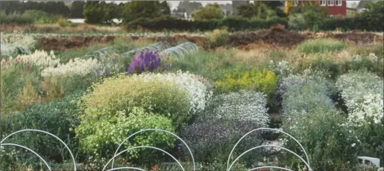  ?? The Associated Press ?? This photo provided by Chronicle Books shows an overview of Erin Benzakein’s Floret Farms in full bloom in Mount Vernon, Wash.