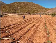  ??  ?? Préparatio­n de la parcelle et plantation d’Alyssum murale, afin de démontrer la viabilité de l’agromine sur les sols ultramafiq­ues de l’Albanie.