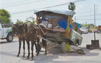  ??  ?? La explotació­n a los más de 2 mil equinos que sufren maltrato en Reynosa finalizará el próximo 1 de octubre, cuando entre en vigor la ley que prohíbe la recolecció­n de basura por medio de carretones.