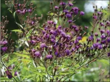  ?? PHOTO BY MICHILEA PATTERSON – FOR MEDIANEWS GROUP ?? Purple flowers are in full bloom as part of a pollinator garden located at Pottstown Riverfront Park.