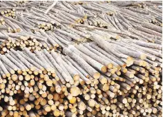  ??  ?? More Malaysian companies are encouraged to obtain timber certificat­ion to ensure all timber products are manufactur­ed from sustainabl­e sources and certified in compliance with stringent standards.