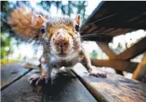  ?? GETTY IMAGES ?? A curious squirrel gets a close look at a motion-sensing camera.
