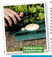  ??  ?? Pouring beer into a slug beer trap