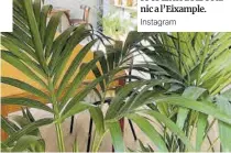  ?? Instagram ?? I si et deixen plantat, aquí no seràs l’únic: La Suegra del Jardinero és un nou bar botànic a l’Eixample.