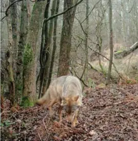  ?? FOTO INBO/NATUUR EN BOS ?? Noëlla en haar welpen worden extra beschermd.