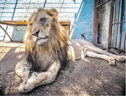  ?? Picture: Four Paws ?? FACE OF NEGLECT. Lenci the lion, with a severe eye infection, became the face of a mission to rescue animals at the Safari Park Zoo in Fier, Albania.