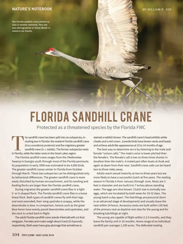  ??  ?? The Florida sandhill crane prefers to nest in shallow wetlands. This one was photograph­ed at Harns Marsh in eastern Lee County.