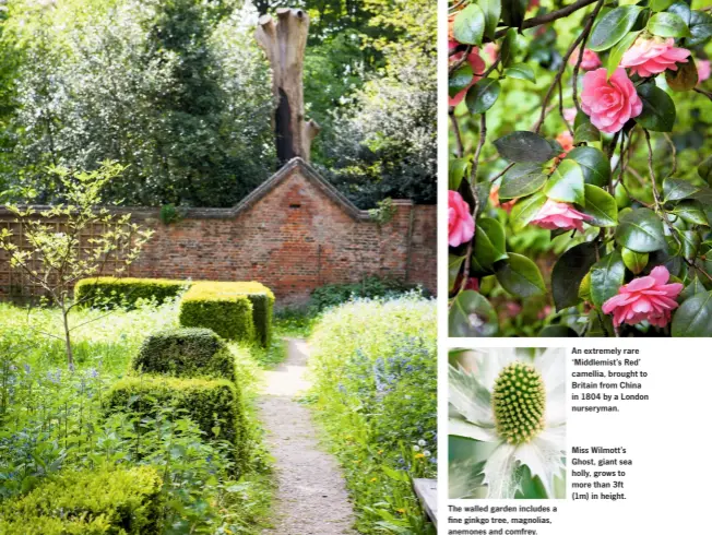  ??  ?? The walled garden includes a fine ginkgo tree, magnolias, anemones and comfrey. An extremely rare ‘Middlemist’s Red’ camellia, brought to Britain from China in 1804 by a London nurseryman. Miss Wilmott’s Ghost, giant sea holly, grows to more than 3ft...