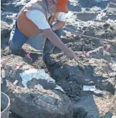  ?? SAN DIEGO NATURAL HISTORY MUSEUM ?? Paleontolo­gist Don Swanson works at a site where mastodon remains were found.