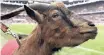  ?? DPA ?? HENNES VIII on the pitch prior to a match in Cologne, Germany. | via AP