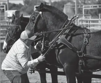  ?? ?? Greg Malinowski hitches his horse team to a wagon during the heavy horse competitio­n, Sept. 24.