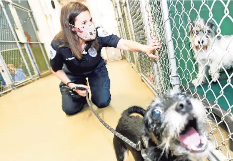  ?? Peter Hvizdak / Hearst Connecticu­t Media ?? Director Laura Burban of the Dan Cosgrove Animal of Branford with dogs that need to be adopted.