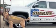  ?? Special ?? Polk County Sheriff’s Office K-9 Remi sports her new bulletproo­f vest that she can wear out while on duty in the field with officers for added protection.