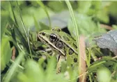  ?? LEIF EINARSON ?? Northern leopard frogs (Lithobates pipiens) like this one survive the winter thanks to concentrat­ions of glucose (sugar) in their heart and other vital organs. This prevents their organs from freezing.