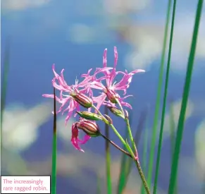  ??  ?? The increasing­ly rare ragged robin.