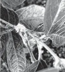  ?? Courtesy photo ?? Mealybugs attach to the stems and leaves of plant, then suck the sap out of its tissues.
