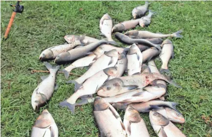  ??  ?? Asian Carp are a threat to our state's rivers. RON WONG / SPECIAL TO THE COMMERCIAL APPEAL