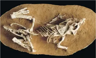  ??  ?? These hatchling Protocerat­ops from Mongolia, along with a Hypacrosau­rus found in Alberta, have helped answer a question paleontolo­gists have been asking for many years — how long it took dinosaurs to hatch their eggs.