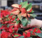  ?? FRANK PERRY/AFP ?? Poinsettia flowers being prepared for Christmas in western France.