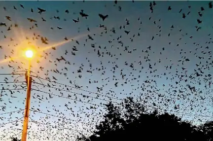  ??  ?? Fruit bats are infesting coastal Queensland and New South Wales and the human population is not happy..