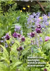  ??  ?? Bluebells and aquilegias match in shades of blue-purple