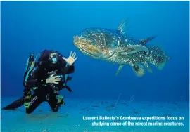  ??  ?? Laurent Ballesta’s Gombessa expedition­s focus on studying some of the rarest marine creatures.