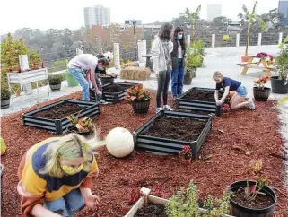  ?? Ryan Nickerson / Staff ?? Led by Robin Twymon, juniors and seniors at the private school Xavier in the Galleria area have built a rooftop garden with plants grown in their classroom’s aquaponics setup.