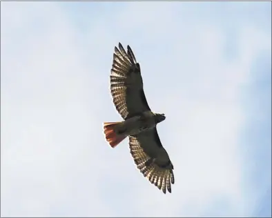  ?? Tyler Sizemore / Hearst Connecticu­t Media file photo ?? A red-tailed hawk circles in the sky at Audubon Greenwich in 2019. This year’s Internatio­nal Hawk Watch Week is Sept. 18-25.