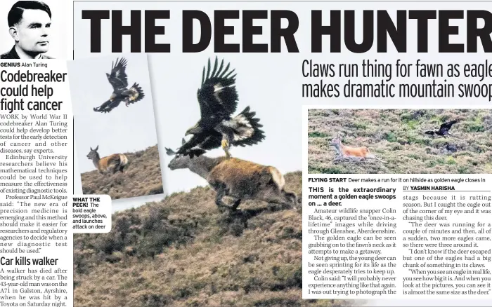  ??  ?? GENIUS Alan Turing WHAT THE PECK! The bold eagle swoops, above, and launches attack on deer FLYING START Deer makes a run for it on hillside as golden eagle closes in