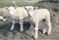  ??  ?? Flauschala­rm auf Sylt: Die ersten Lämmer sind schon auf dem Deich unterwegs.