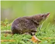  ?? Foto: Karol Zub, dpa ?? Waldspitzm­äuse wiegen gerade einmal zehn Gramm.